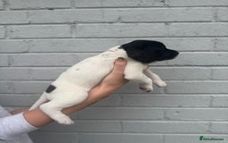 Mixed Breed dogs for sale: LAST PUPPY ❤️ - Image 11