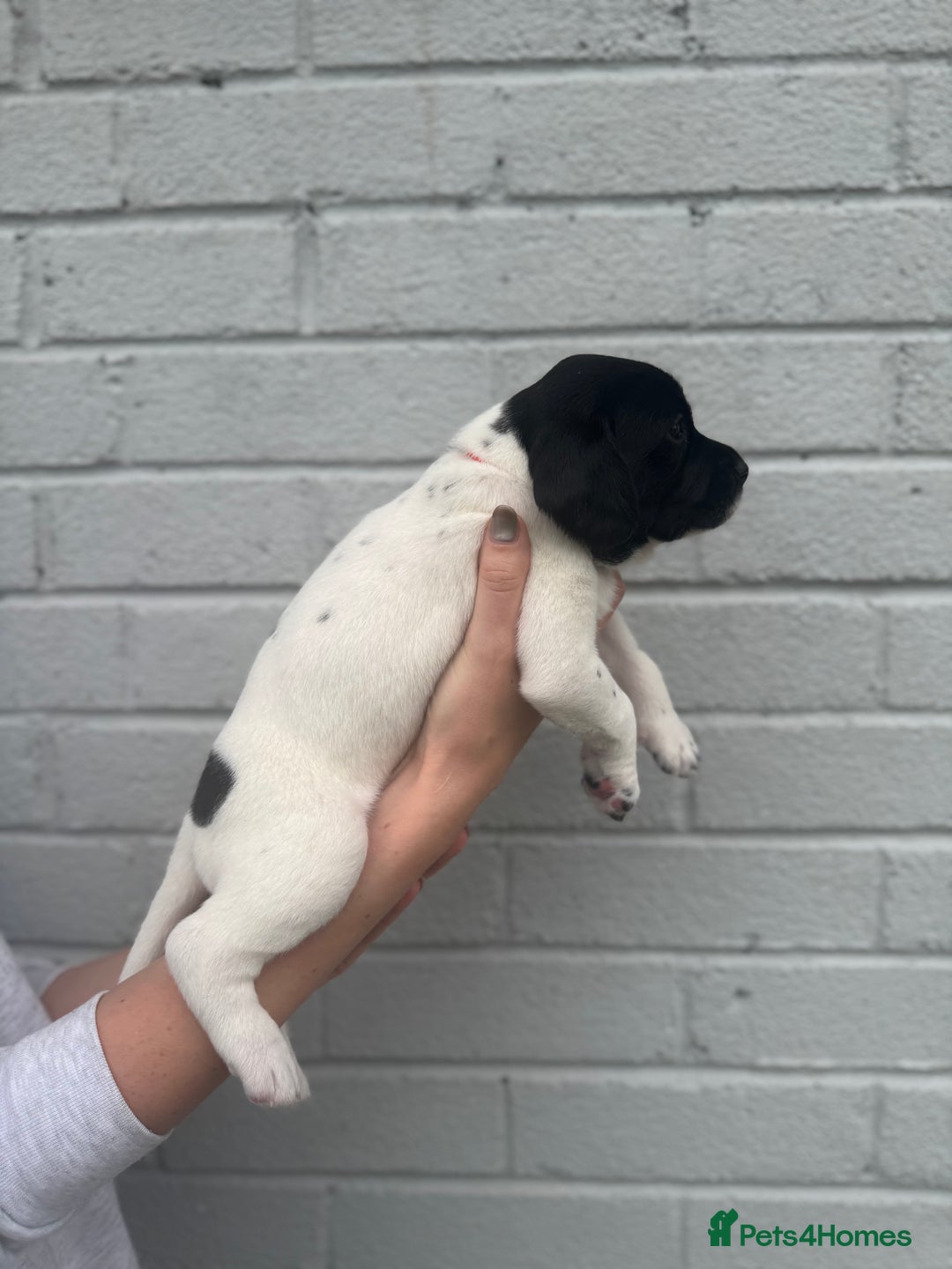 Mixed Breed dogs for sale: LAST PUPPY ❤️ - Image 11