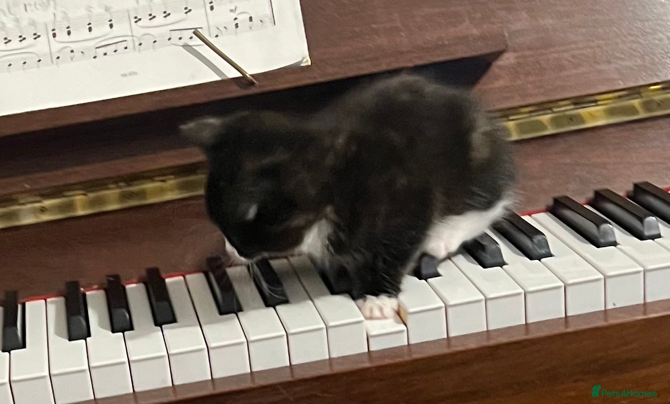 Mixed Breed cats ALL KITTENS NOW RESERVED  - Advert 12