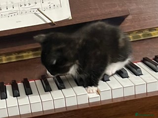 Mixed Breed cats ONE LITTLE TORTOISESHELL GIRL REMAINING - Advert 15