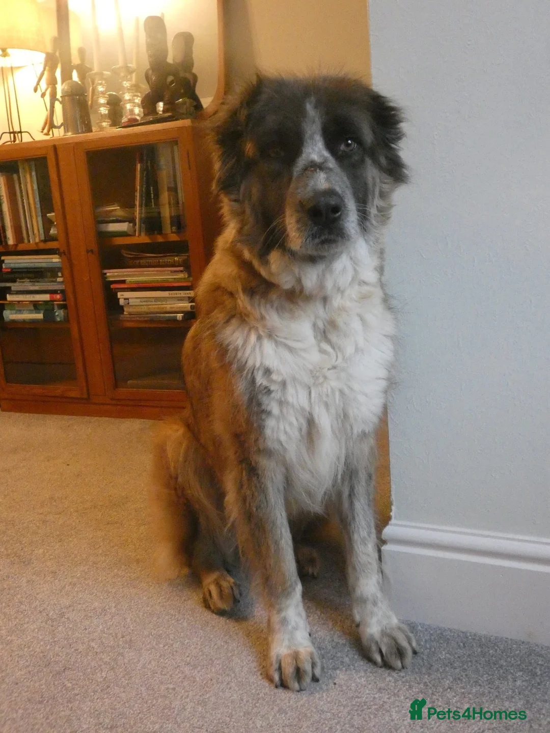 Mixed Breed dogs for adoption: Peggy  - Advert 1