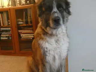 Mixed Breed dogs Peggy - Advert 1