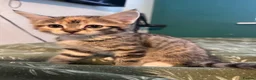 Mixed Breed cats for sale: 2 female kittens  - Advert 2