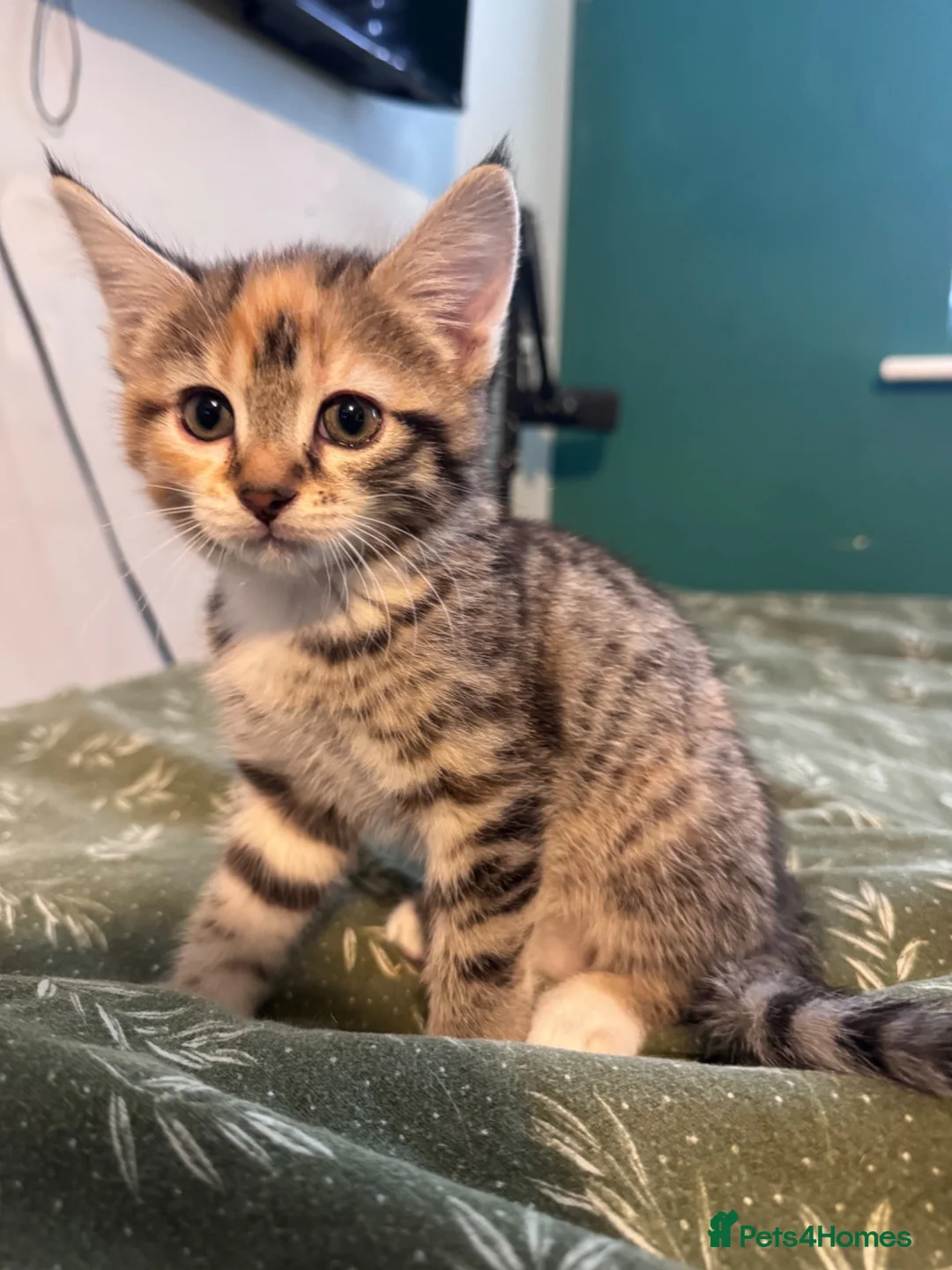 Mixed Breed cats for sale: 2 female kittens  - Advert 2