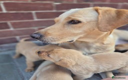 Labrador Retriever dogs for sale: Labrador 2 x boys left FTW Drakeshead Flycatcher   in Blackpool - Image 30