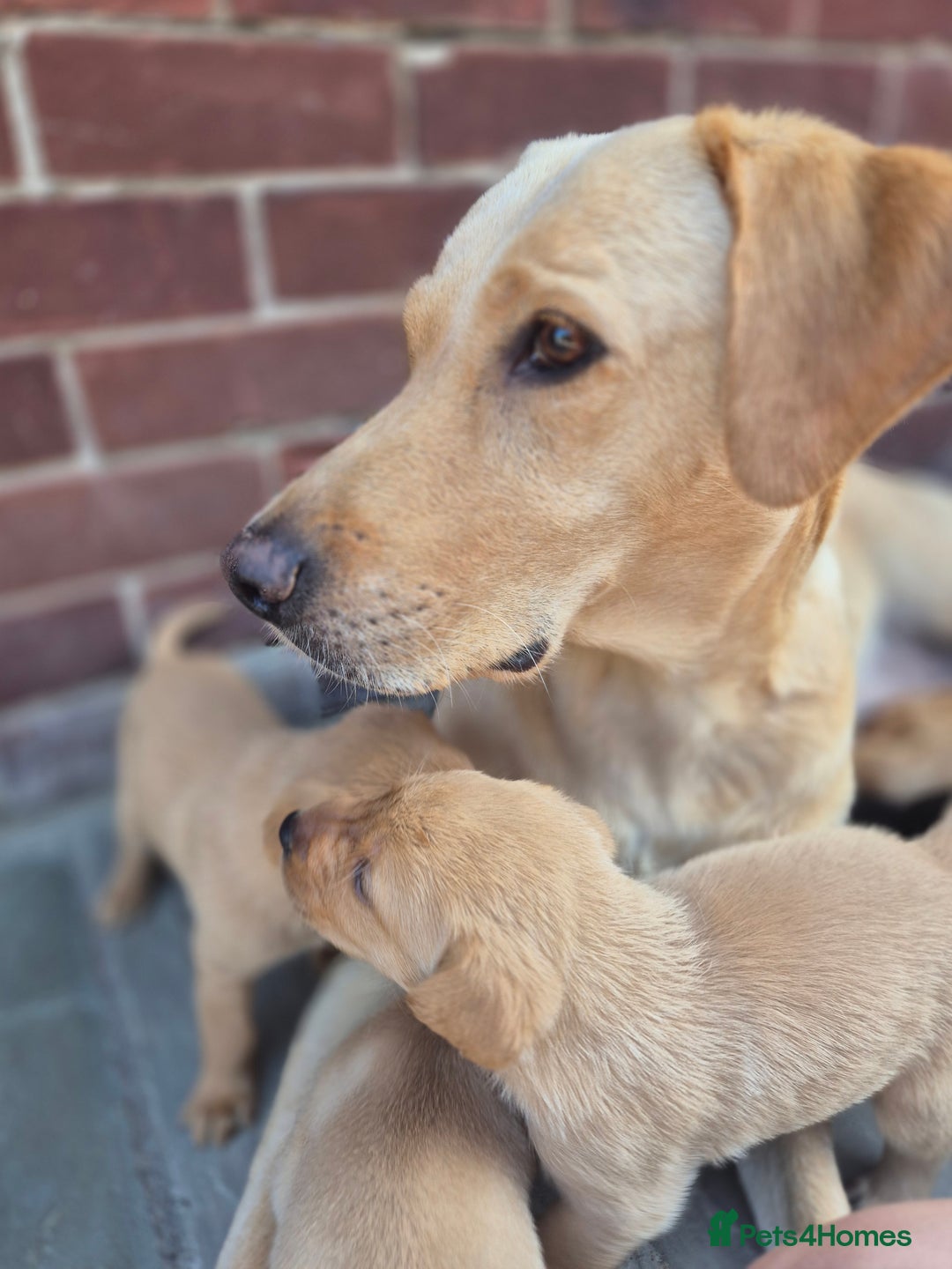 Labrador Retriever dogs for sale: Labrador 2 x boys left FTW Drakeshead Flycatcher   in Blackpool - Image 30