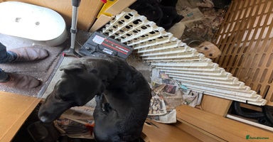 Labrador Retriever dogs - Advert 2
