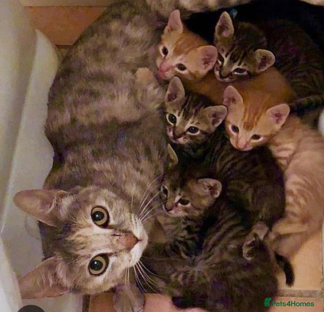 Mixed Breed cats for sale: Ginger girl & boy kitten  - Advert 6