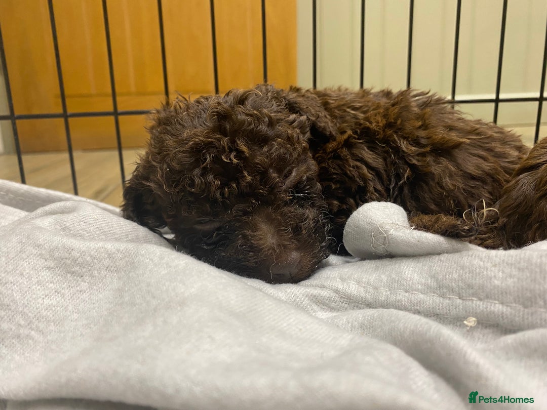 Lagotto Romagnolo dogs for sale: Lagotto Romagnolo puppies  - Advert 26