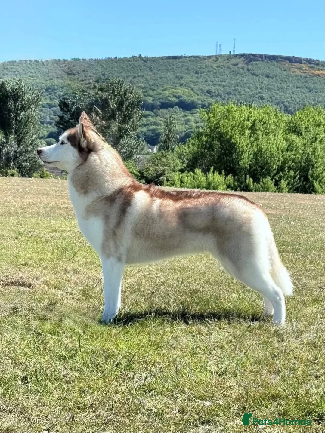 Siberian Husky dogs for sale: Beautiful KC registered Siberian husky  - Advert 9