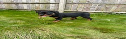 Rottweiler dogs for sale: Rottweiler puppy - Advert 1