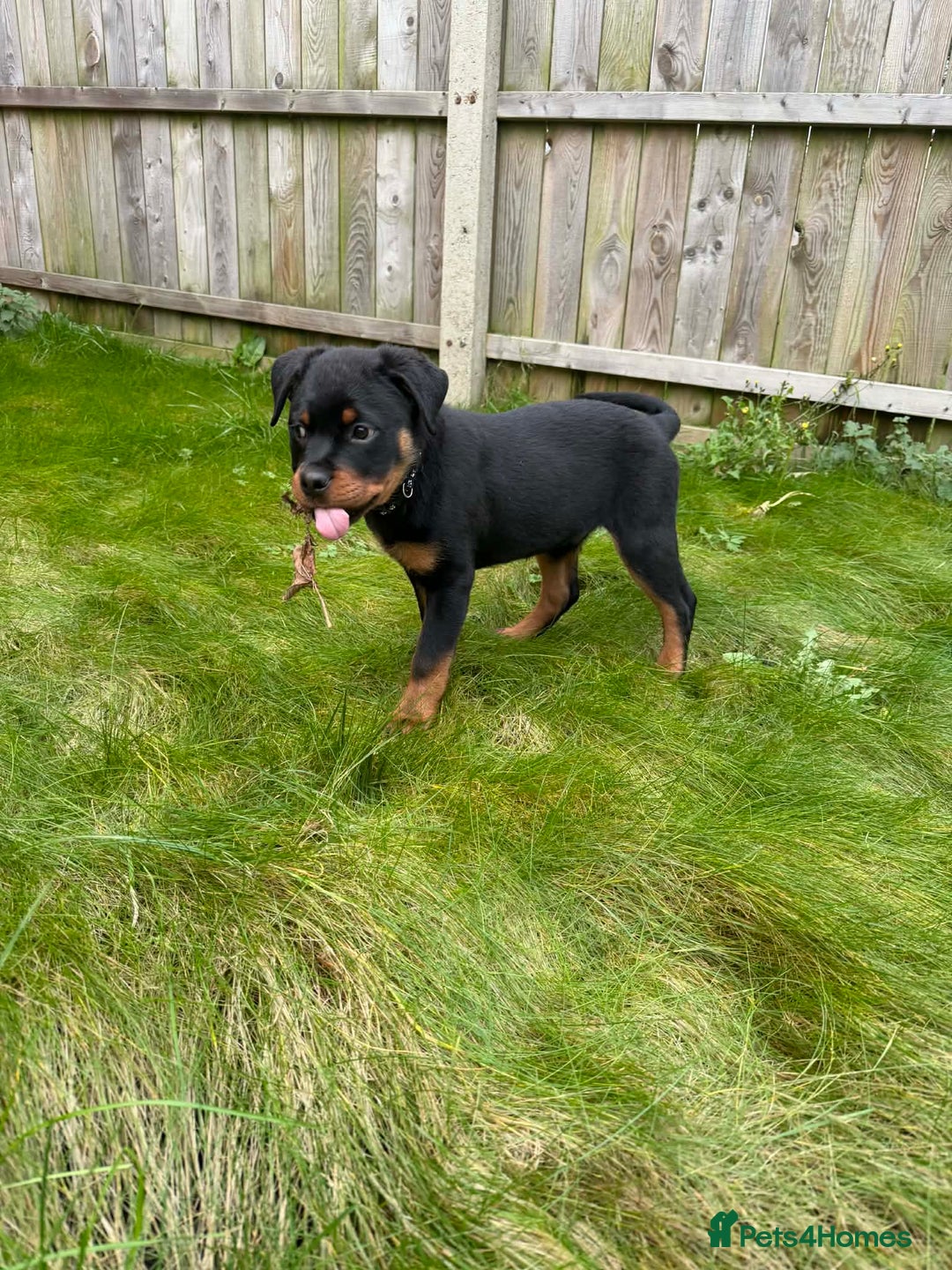 Rottweiler dogs for sale: Rottweiler puppy - Advert 1