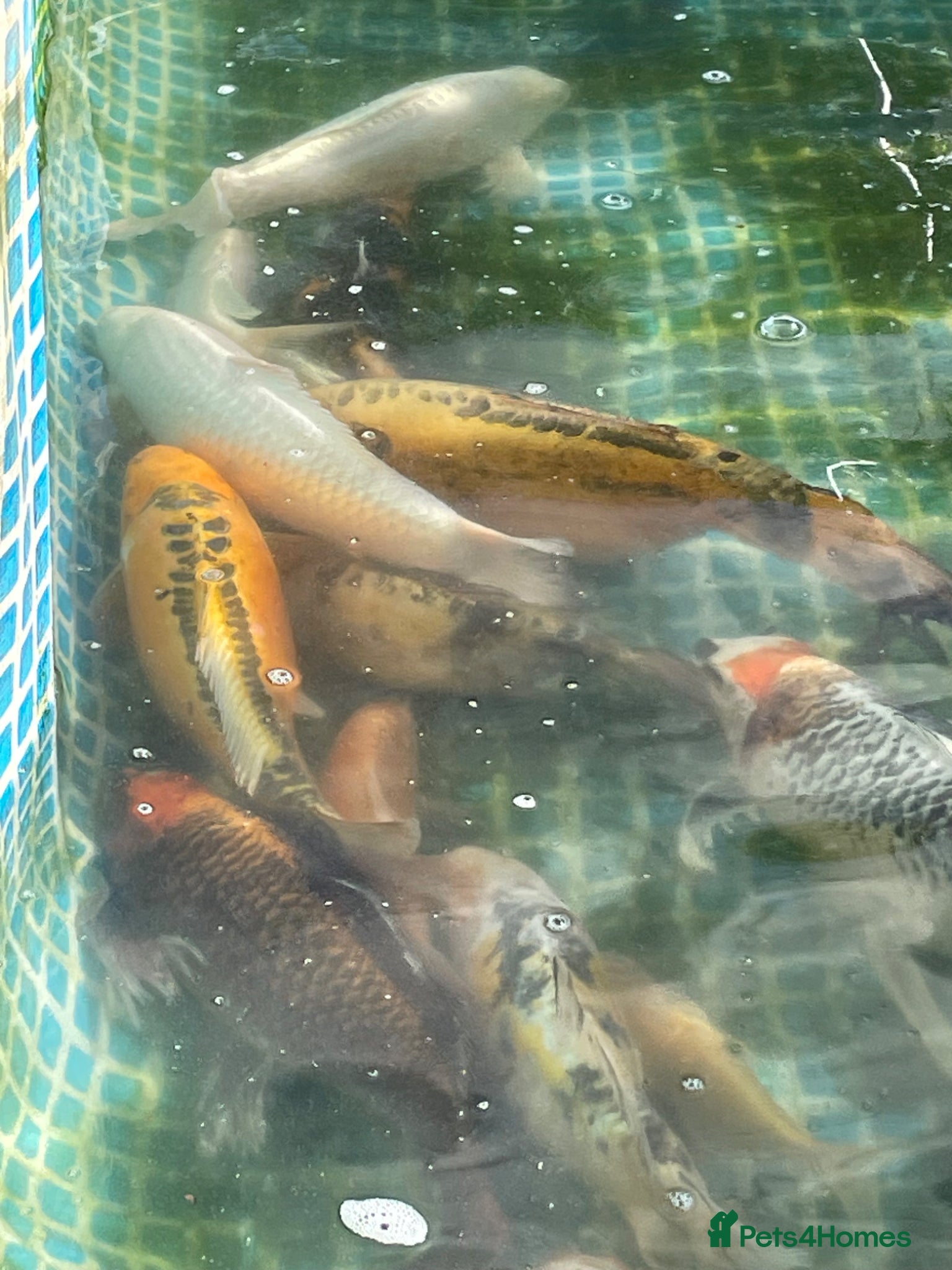 Koi Carp fish Koi fish with set up  - Advert 9