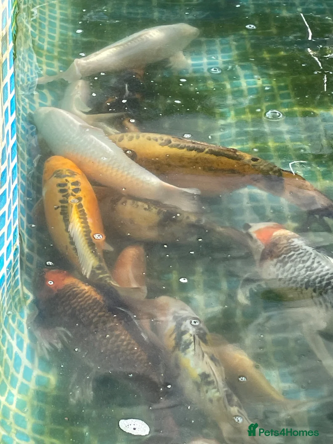 Koi Carp fish for sale: Koi fish with set up  in Rowlands Gill - Advert 1