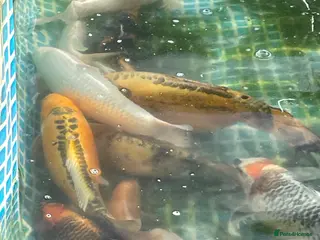 Koi Carp fish Koi fish with set up - Advert 9