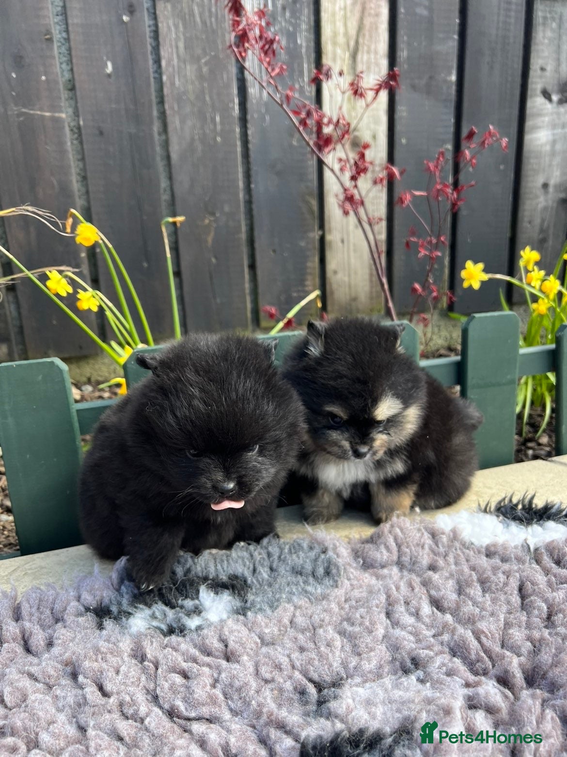 Pomsky dogs Tiny Male Pomsky pups  - Advert 5