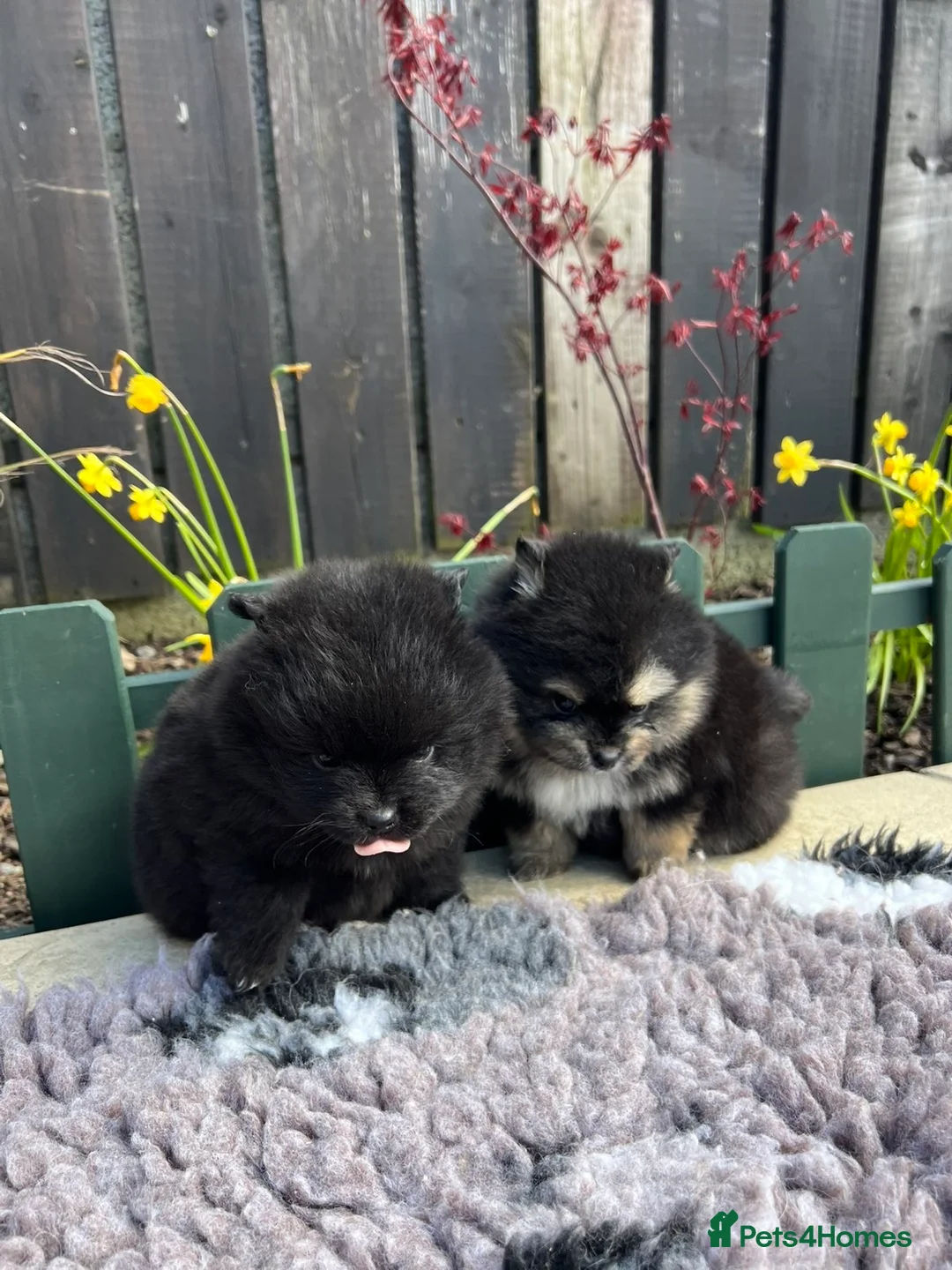 Pomsky dogs for sale: last 2 males - Advert 2