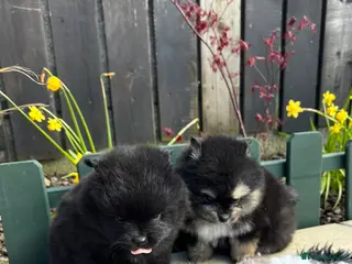 Pomsky dogs Tiny Male Pomsky pups - Advert 5