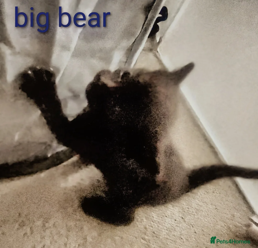 Bengal cats for sale: Bengal mix and 2 black fluffys - Advert 2