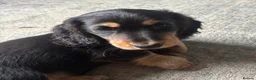 Miniature Dachshund dogs for sale: X3 Long haired beautiful, mini dachshunds 🏡 - Advert 9