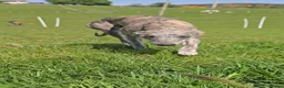 Whippet dogs for sale: KC Registered Small Whippet Puppies  - Advert 8