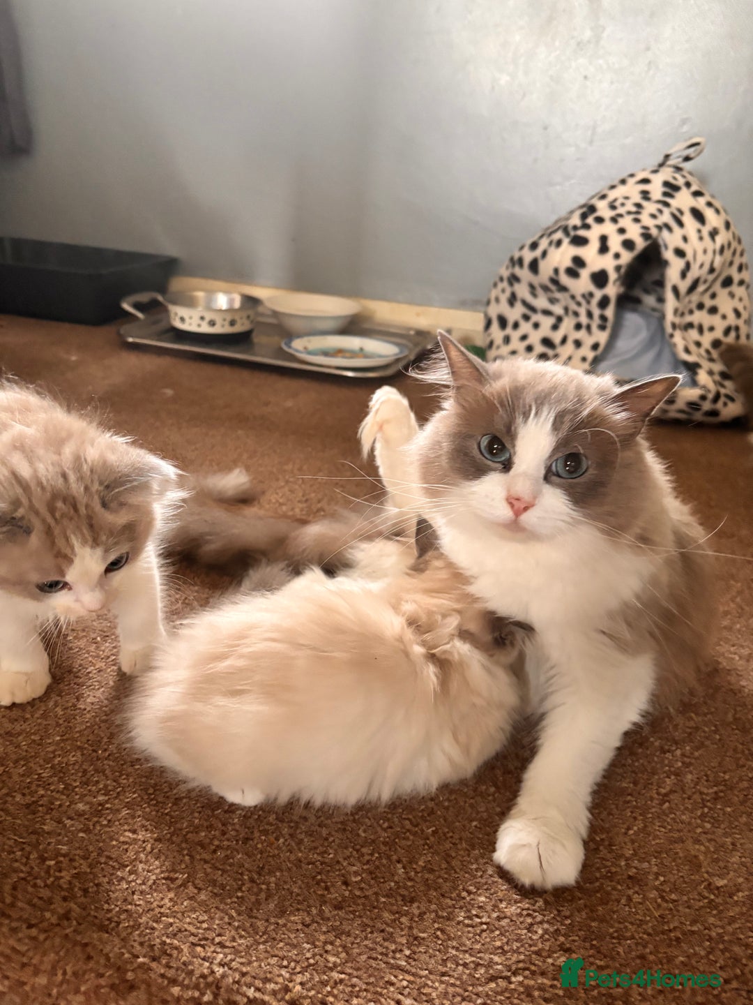 Ragdoll cats for sale: 1 female and 1 male ragdoll kittens for sale - Image 9