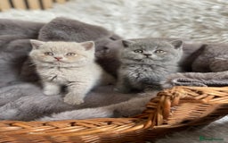 British Shorthair cats for sale: CHAMPION HERITAGE BABIES  - Image 10
