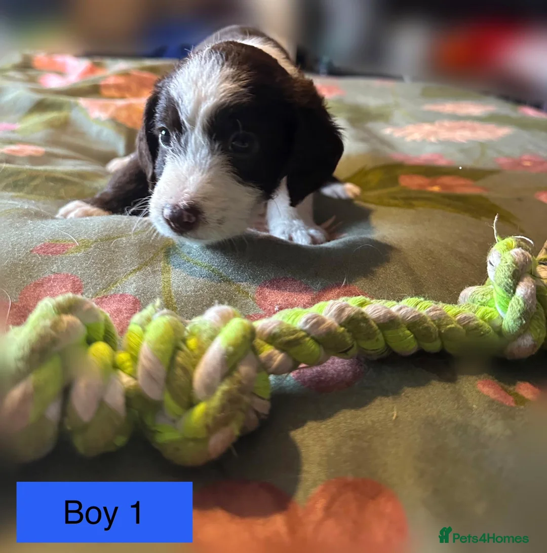 Mixed Breed dogs for sale: Airedale X Cockapoo  - Advert 10