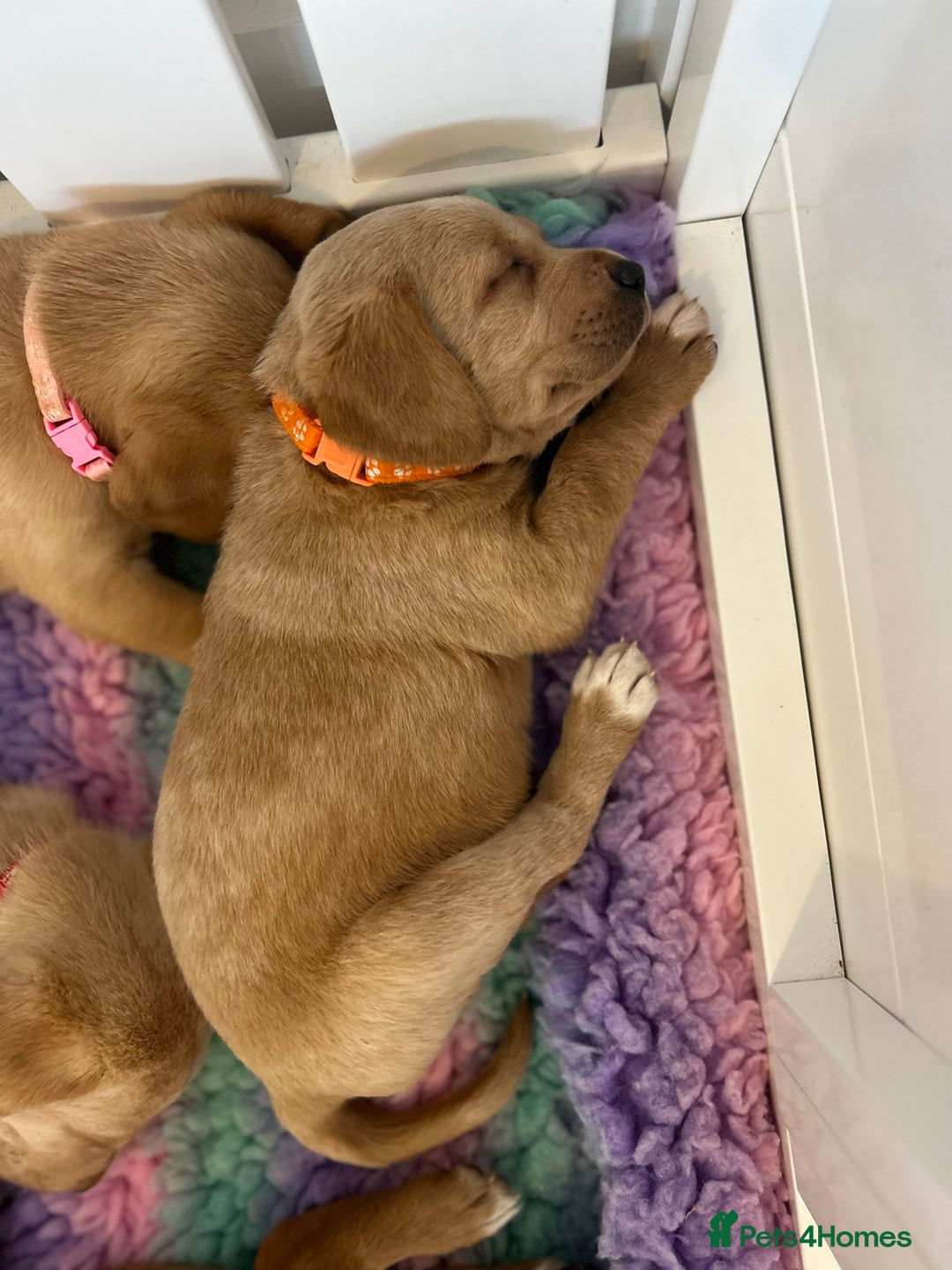 Labrador Retriever dogs for sale: Beautiful Fox Red Litter DUE 18th January  - Advert 11