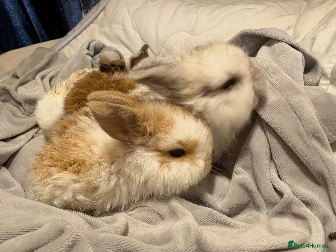 Mini Lop rabbits for sale: 6 Mini Lop baby bunnies For Sale  in Grantham - Advert 13