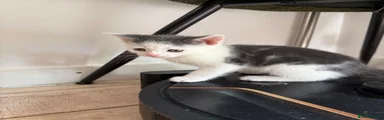 Grey&white Kitten 1