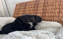 Cavapoo dogs for sale: Cavalier King Charles  - Image 4