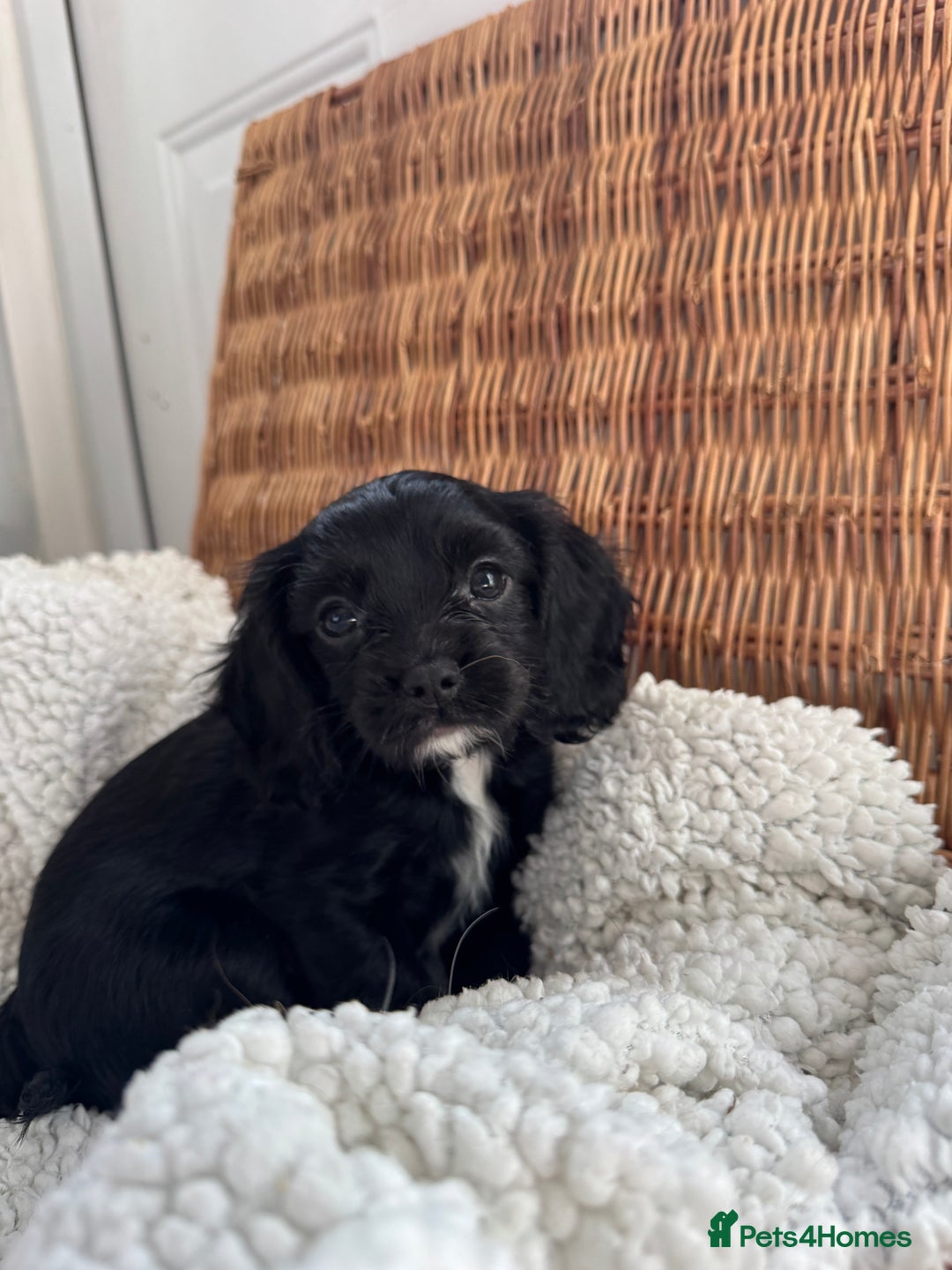 Cavapoo dogs for sale: Cavalier King Charles  - Image 4