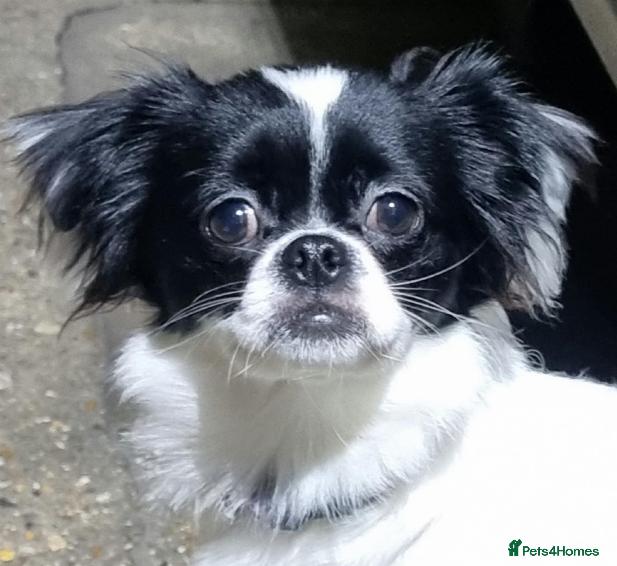 Mixed Breed dogs Papillon x Chihuahu ADULT Female  - Advert 6