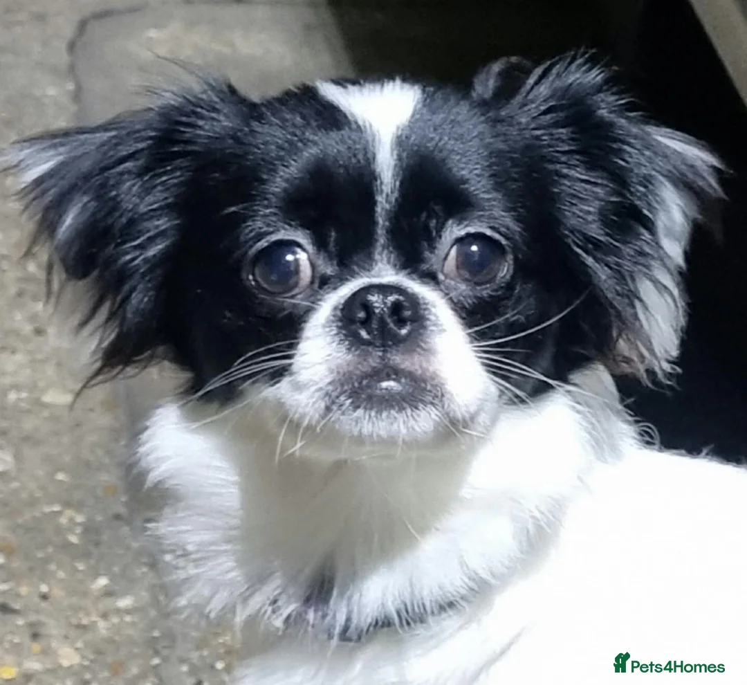 Mixed Breed dogs for sale: Papillon x Chihuahu ADULT Female  - Advert 1