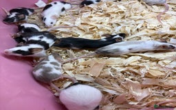 Mouse rodents for sale: Super friendly fancy female mice  - Image 4