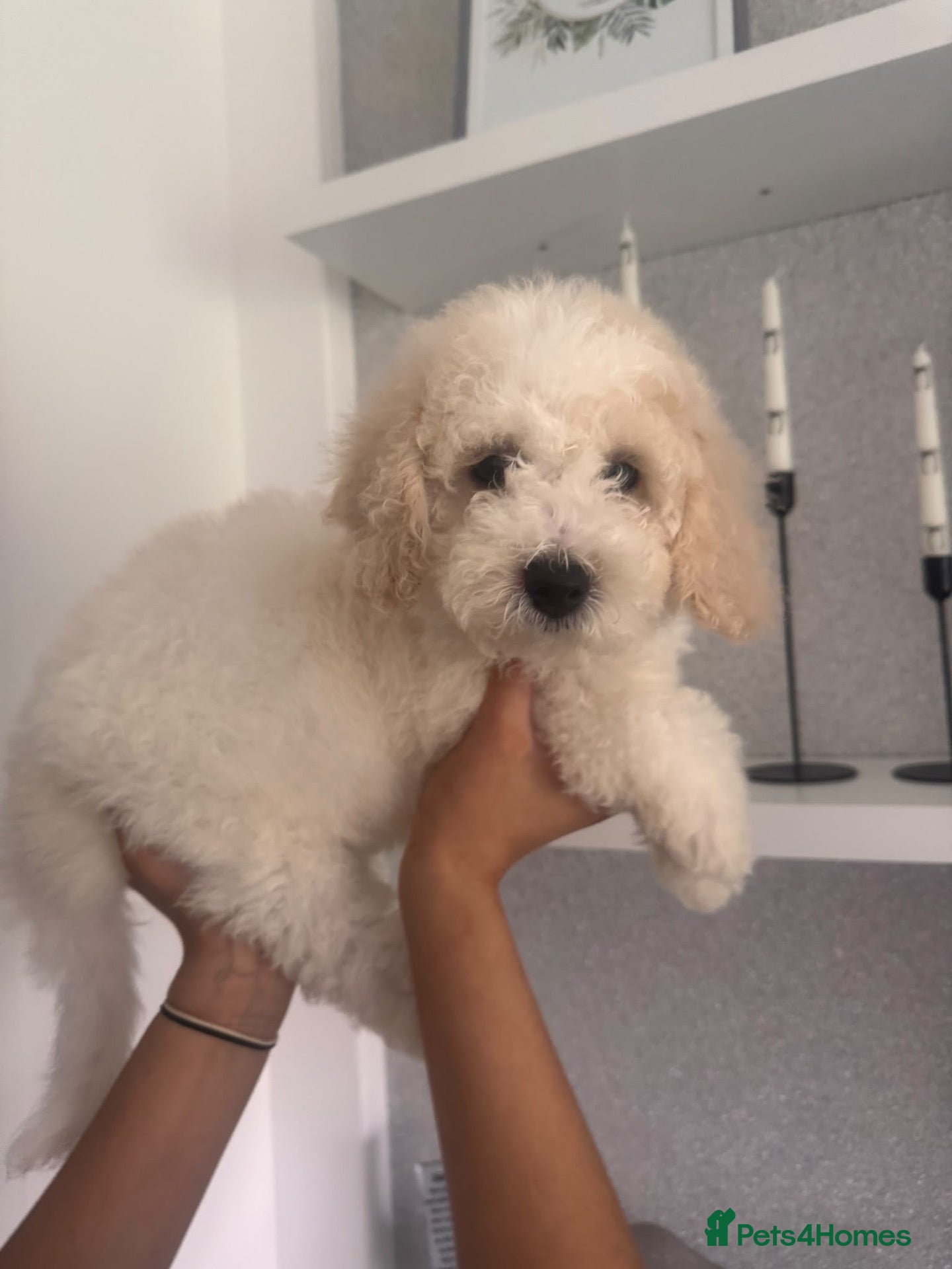 Cavapoochon dogs for sale: *REDUCED* LAST TINY BOY LEFT ready to leave - Advert 2