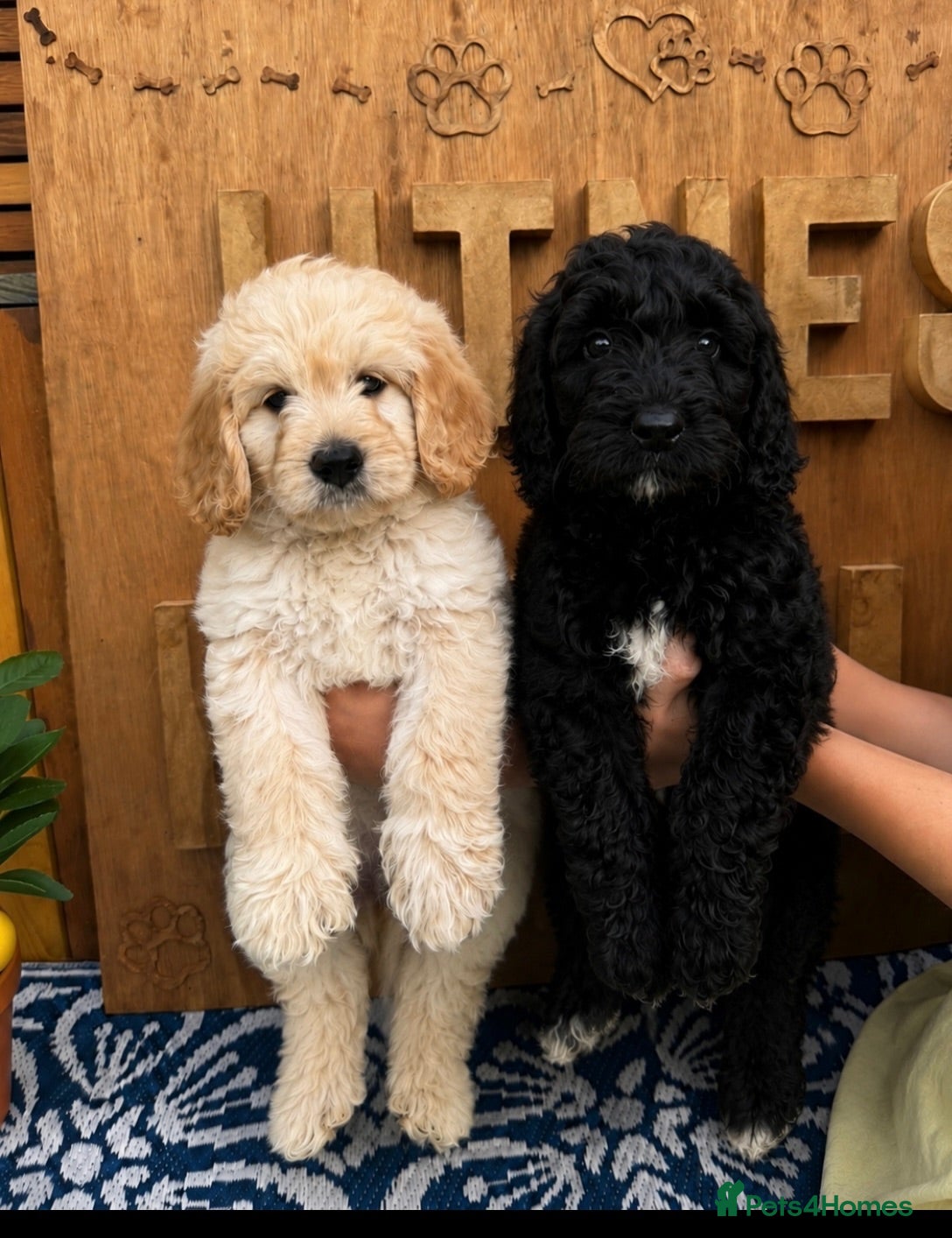 Goldendoodle dogs READY TO LEAVE 2 f2bGolden doodles for sale  - Advert 1