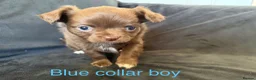 Chihuahua dogs for sale: Beautiful Litter of Long Coat Chihuahua Puppies - Advert 9
