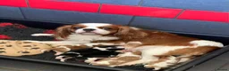 Cavalier King Charles Spaniel dogs for sale: 5* Licensed RKC H/T Gorgeous Cavalier KC - Advert 2