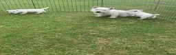 West Highland Terrier dogs for sale: 2 Westie Boys  - Advert 3