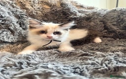 Ragdoll cats for sale: Gorgeous Pedigree Ragdolls  - Image 11