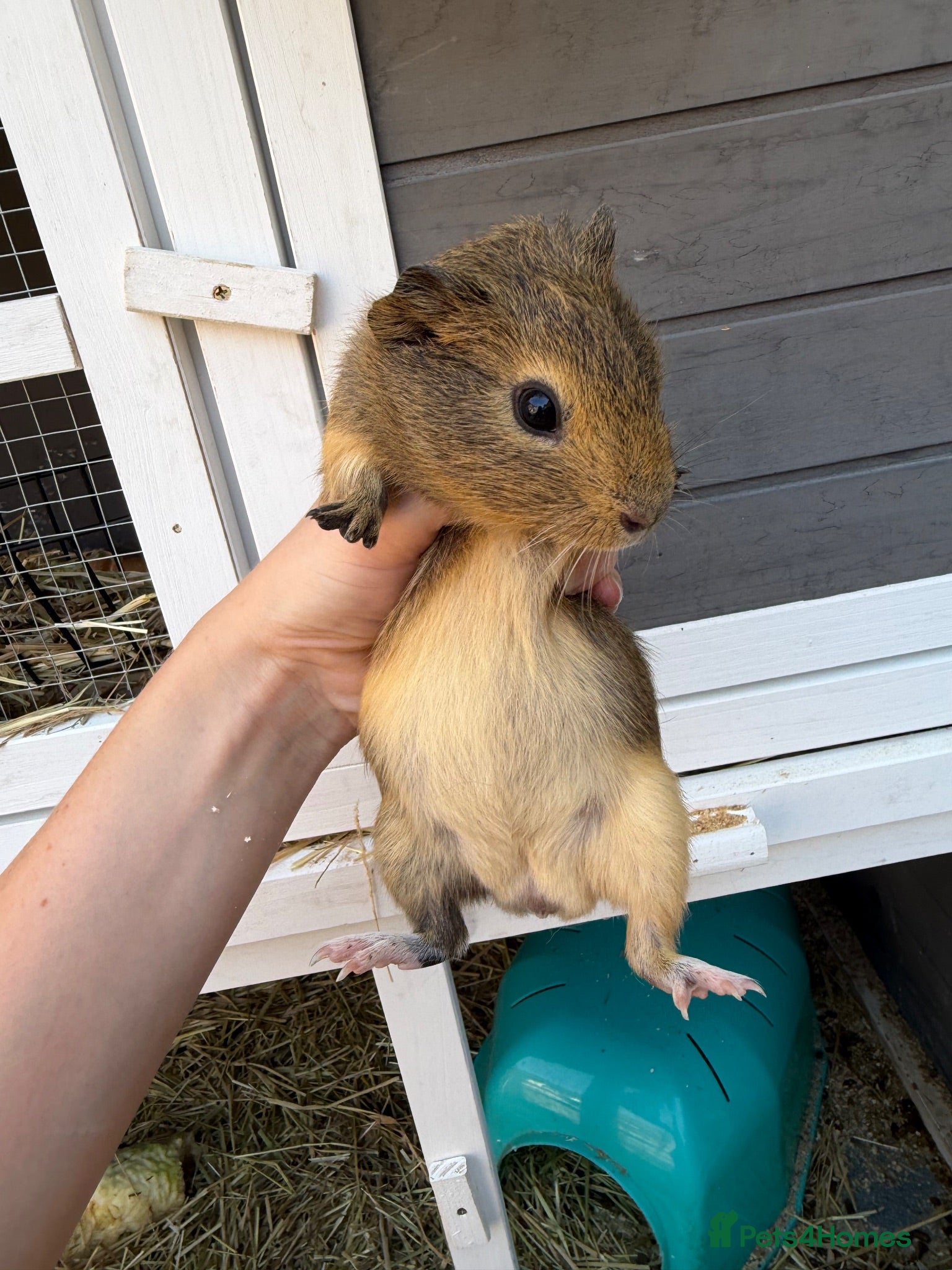Guinea Pig rodents Single male guinea pig  - Advert 1