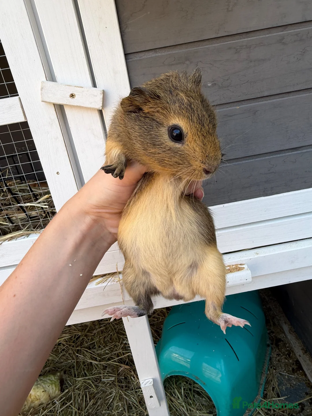 Guinea Pig rodents for sale: Single male guinea pig  - Advert 1