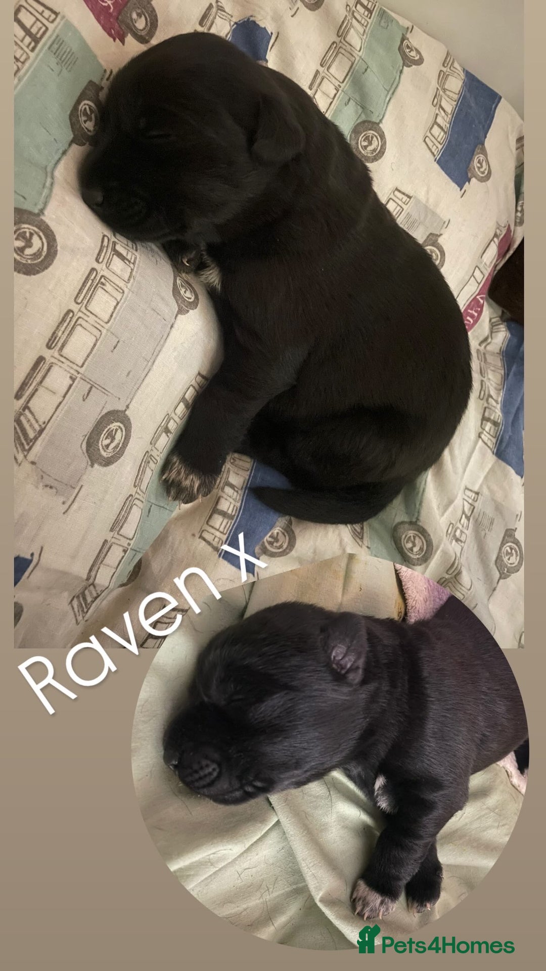 Mixed Breed dogs for sale: Labrador cross with Siberian husky  - Advert 18