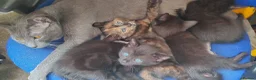 Mixed Breed cats for sale: 5 beautiful mixed kittens looking for home in Market Drayton - Advert 8