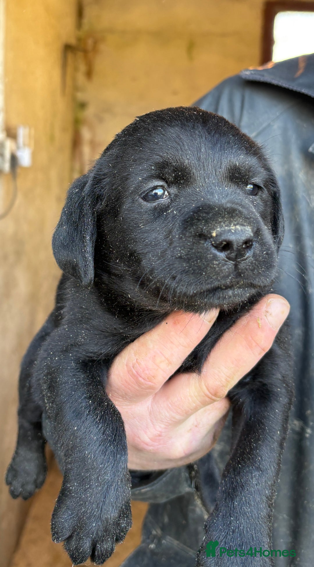 Labrador Retriever dogs for sale: Gorgeous Labrador puppies northern ireland - Image 4