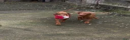 Hungarian Vizsla dogs for sale: Hungarian vizsla puppies for sale - Advert 3
