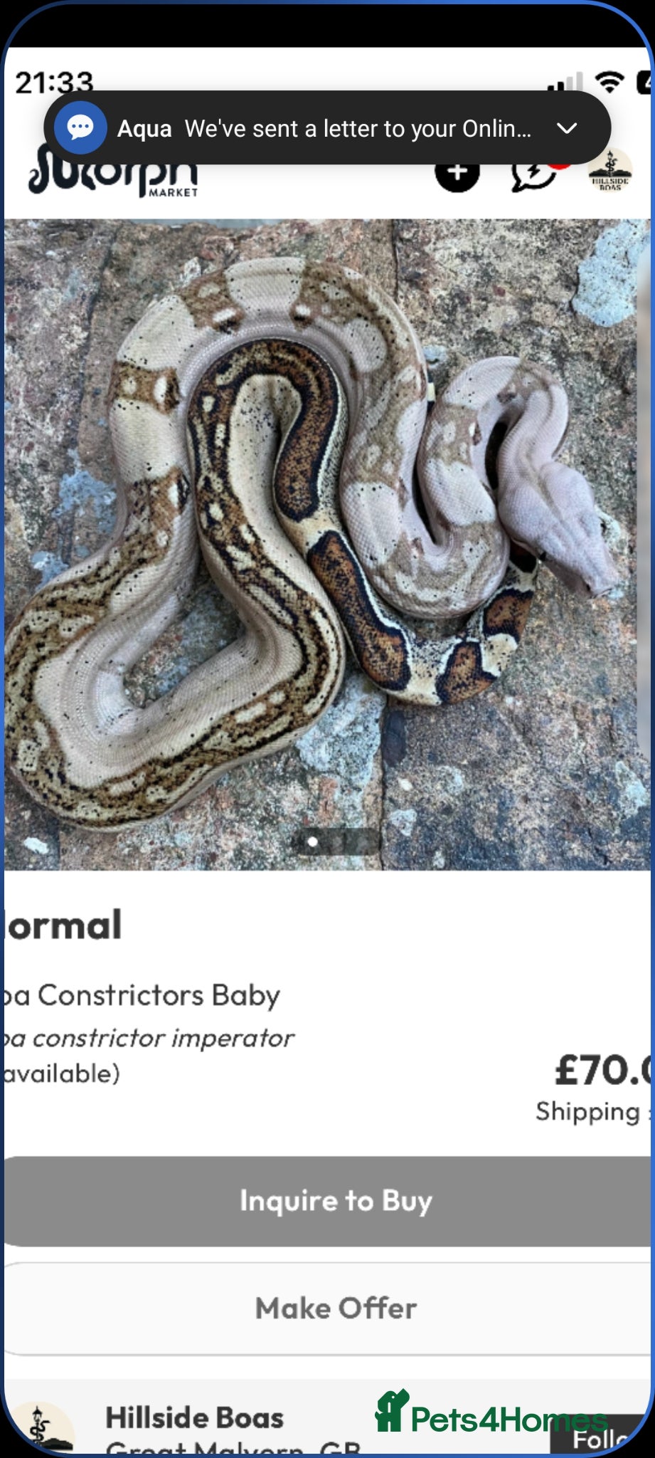 Boa Snake reptiles Boa constrictors  - Advert 2