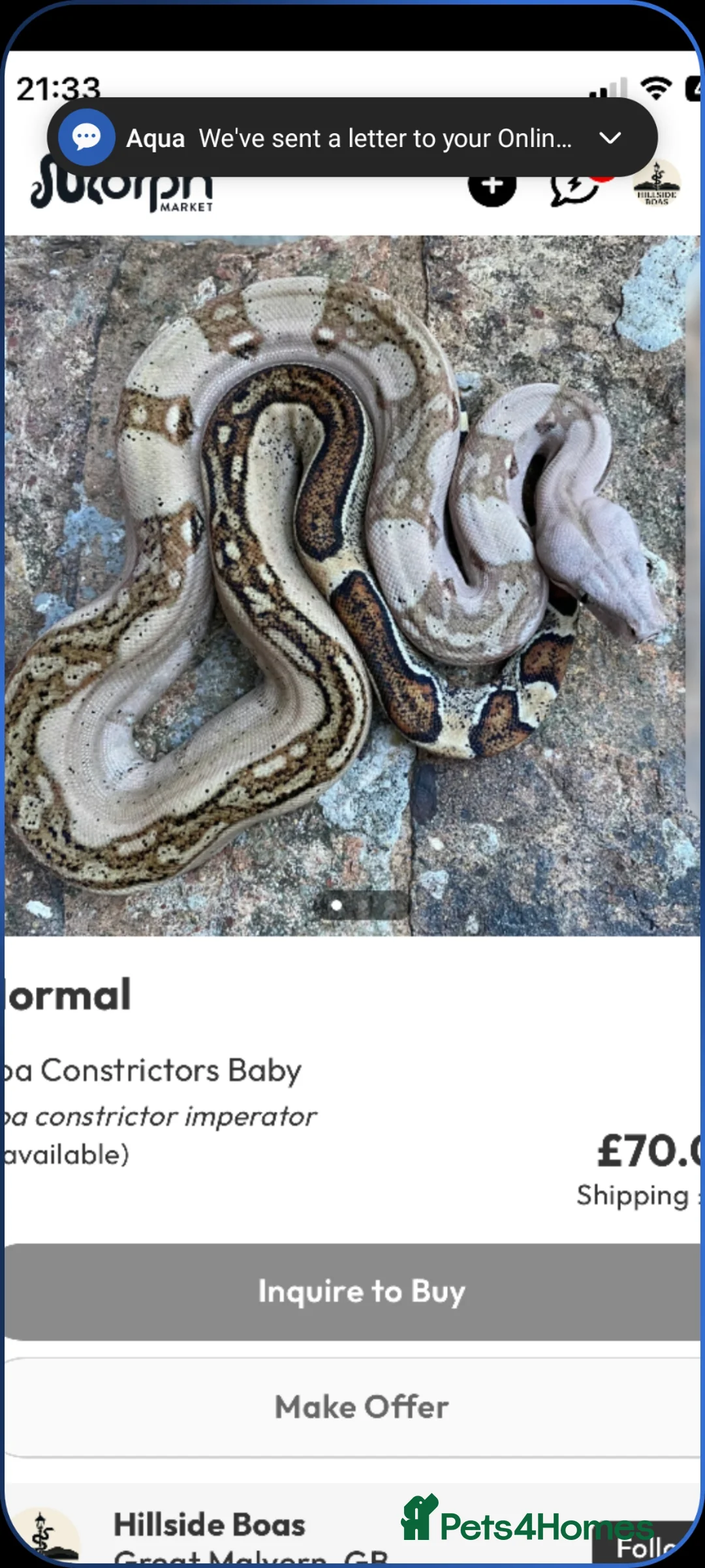 Boa Snake reptiles for sale: Boa constrictors  - Advert 2